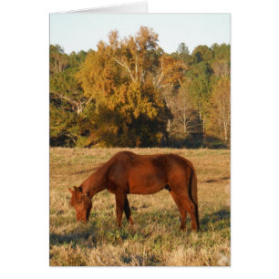 Cheval Brown dans le champ d'arbre jaune