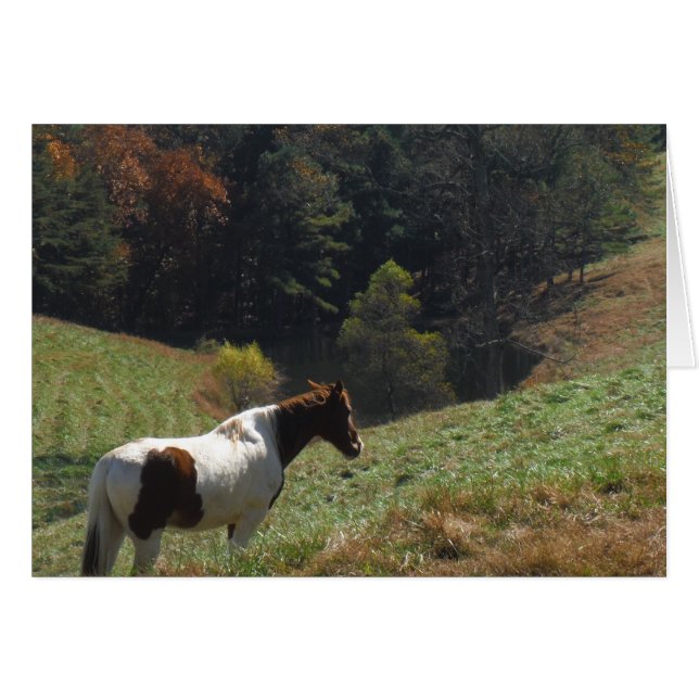 Cheval Brown et blanc à l'étang d'automne (Devant horizontal)