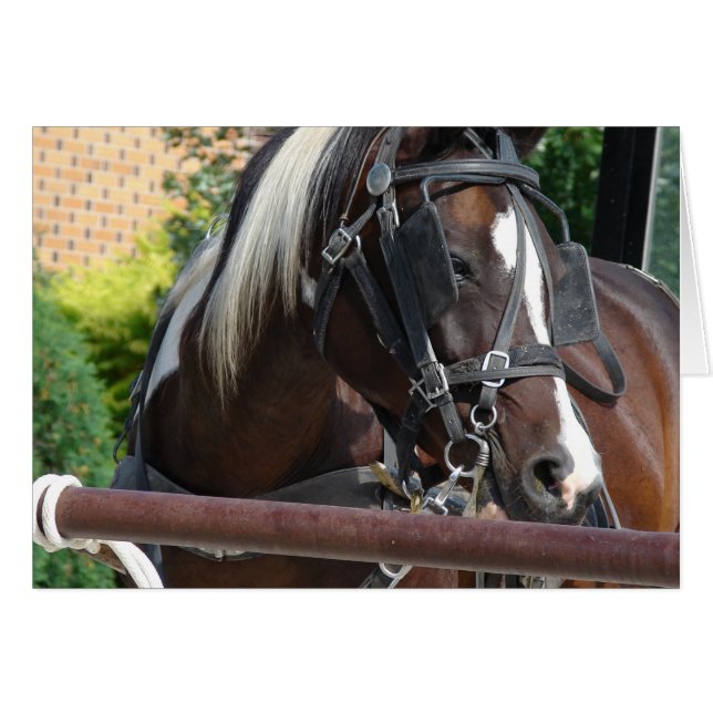 Cheval Buggy Bay Pinto Amish (Devant horizontal)