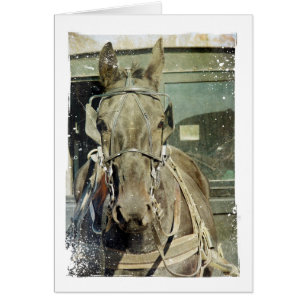 Cheval Buggy Grunge Amish