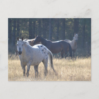 cheval carte postale appalooosa cheval
