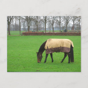 Cheval dans carte postale pré