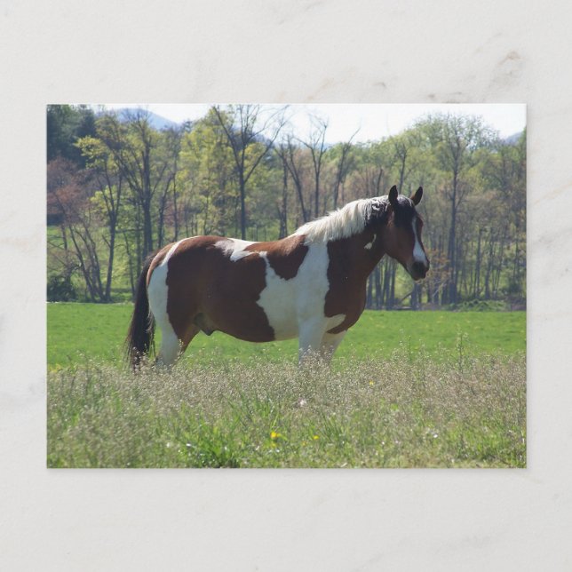 Cheval dans la carte postale Fleur sauvage (Devant)