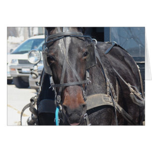 Cheval Dans Le Parking