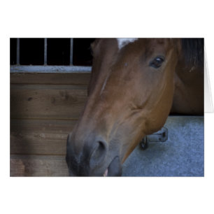 CHEVAL DANS L'ÉCURIE