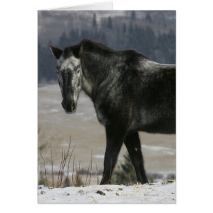 Cheval d'Appaloosa dans la neige