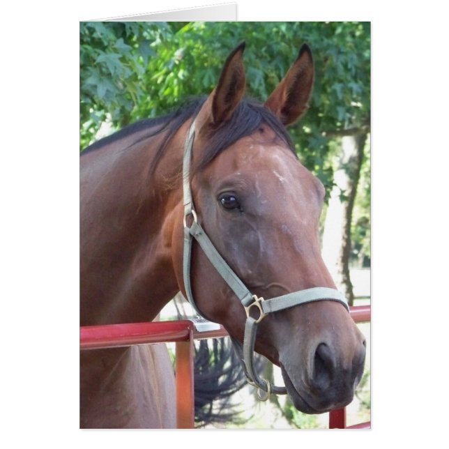 Cheval de baie (Devant)