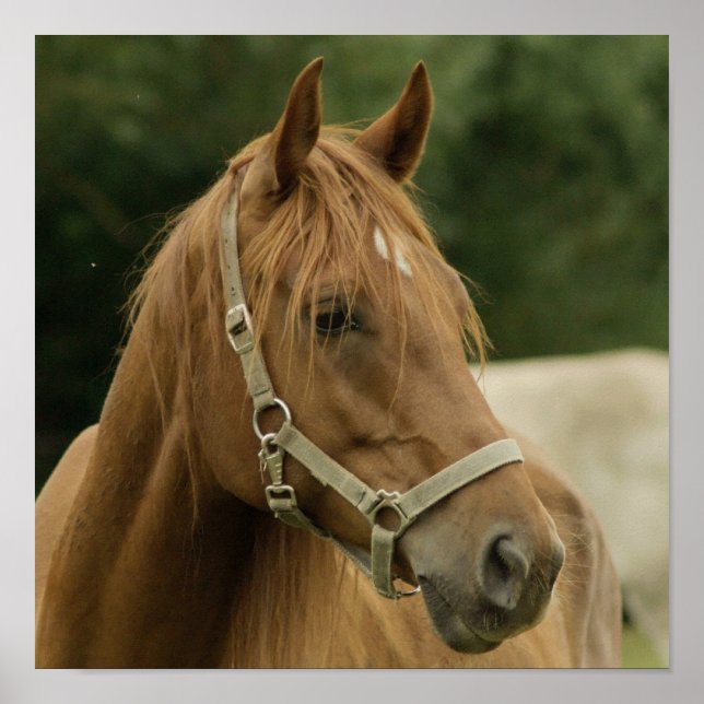 Cheval de châtaignes dans une affiche de campagne (Devant)