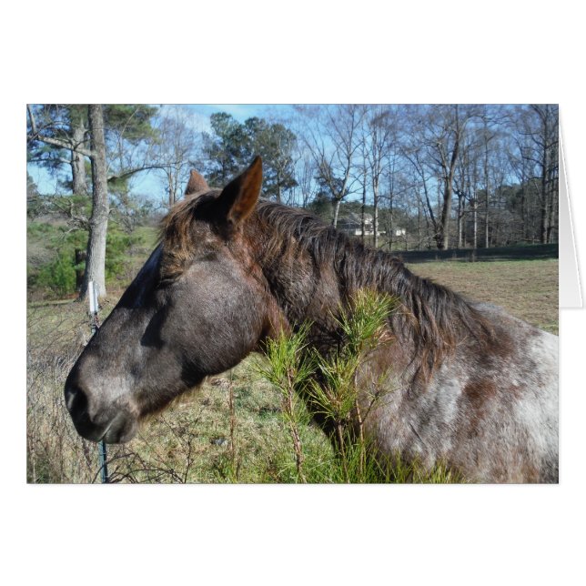 Cheval de couleur Coco et Crème (Devant horizontal)