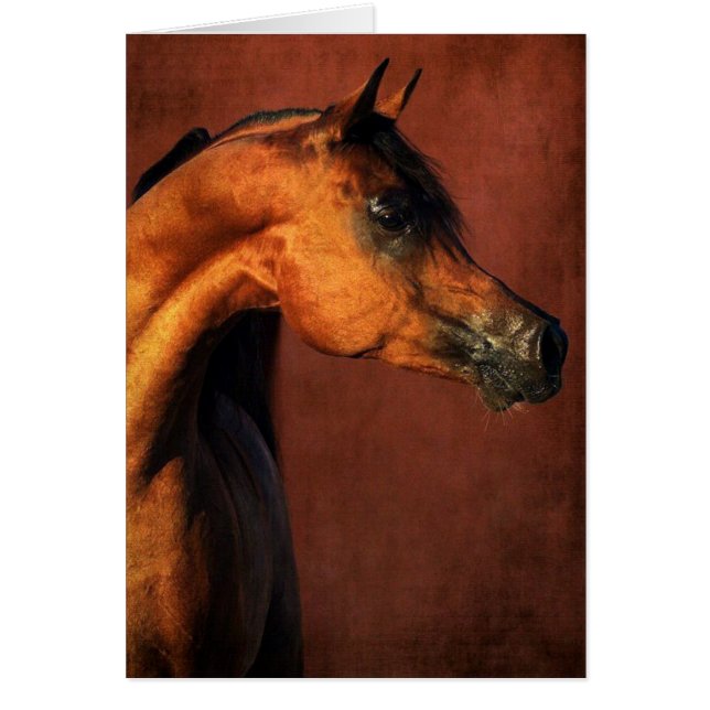 Cheval de la baie Arabe (Devant)