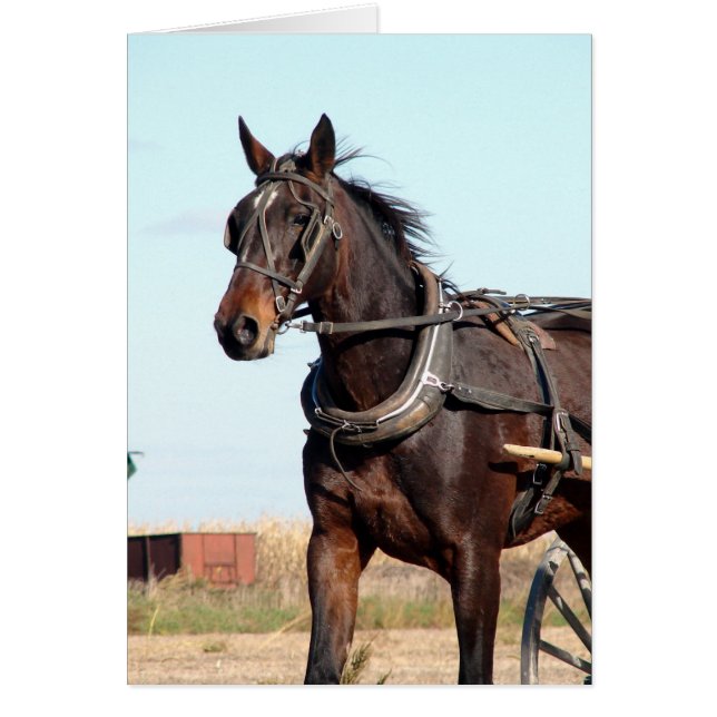 Cheval de l'Amish rural et buggy (Devant)