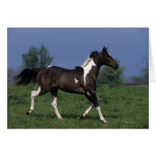 Cheval de peinture 2