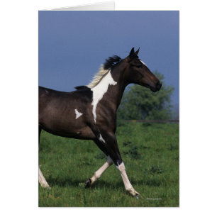 Cheval de peinture 2