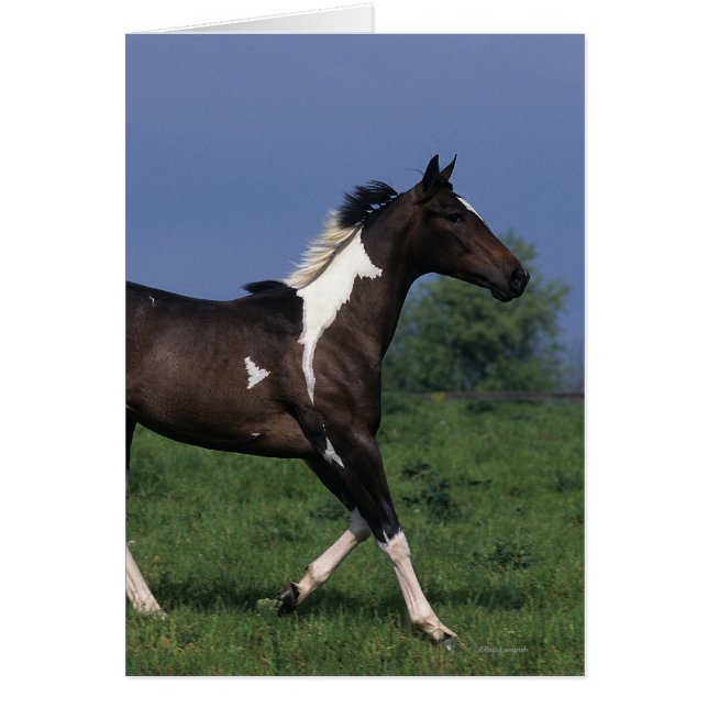 Cheval de peinture 2 (Devant)
