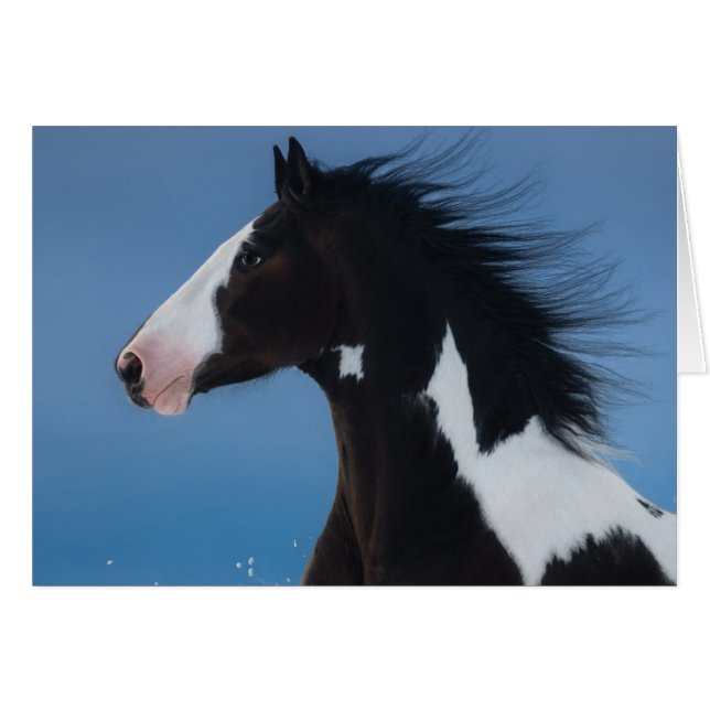 Cheval de peinture américain (Devant horizontal)