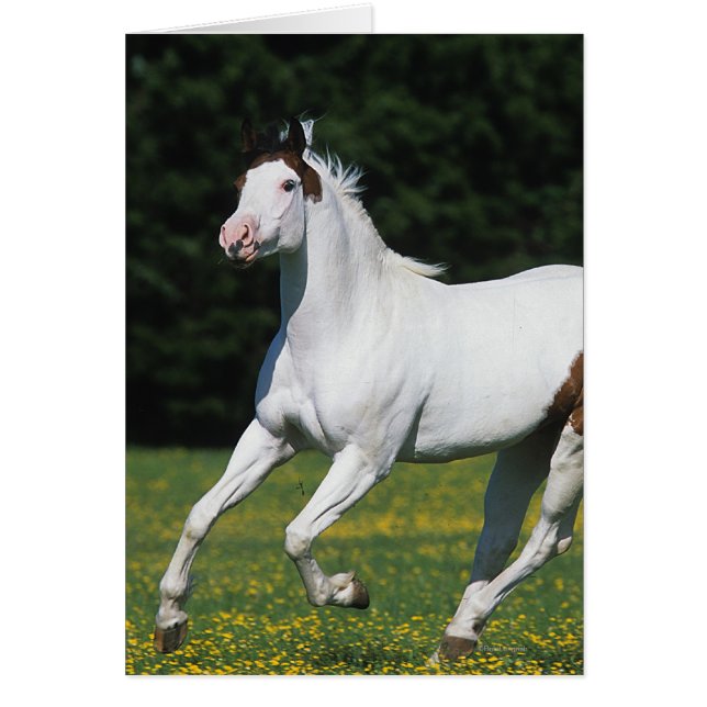 Cheval de peinture courant dans le champ de gravit (Devant)