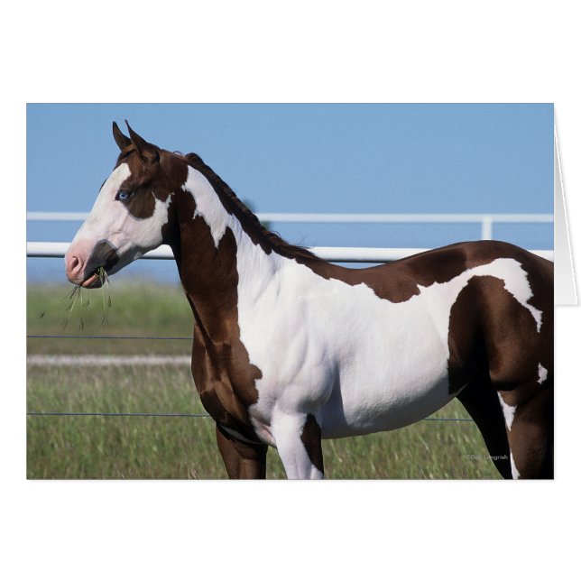 Cheval de peinture debout (Devant horizontal)