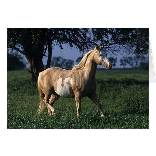Cheval de peinture debout 2 (Devant horizontal)