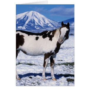Cheval de peinture debout dans la neige