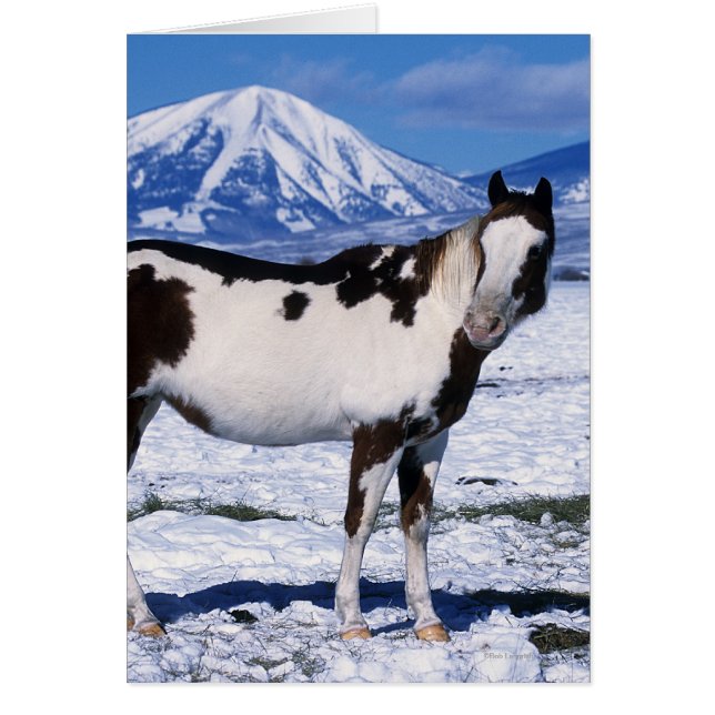 Cheval de peinture debout dans la neige (Devant)