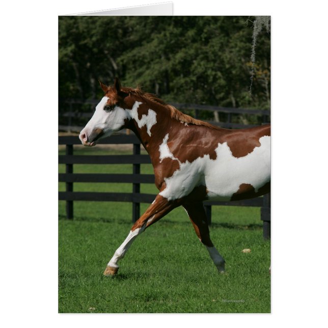 Cheval de peinture en marche 1 (Devant)