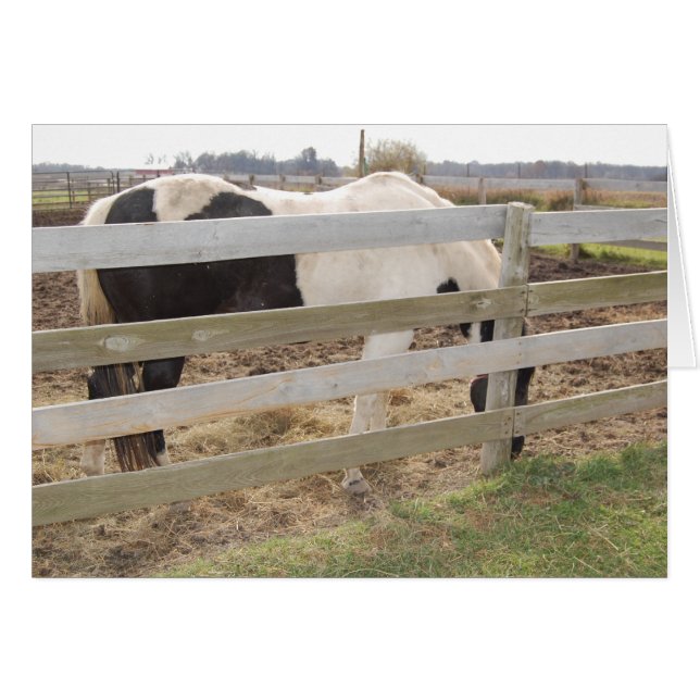 Cheval de peinture/Pinto (Devant horizontal)