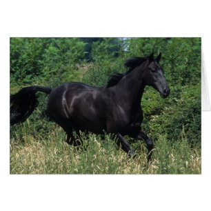Cheval de pur sang fonctionnant dans l'herbe