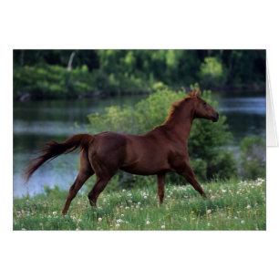 Cheval de pur sang se tenant en fleurs