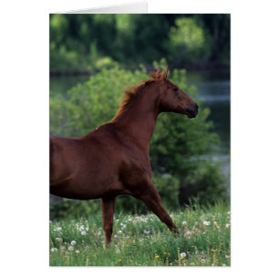 Cheval de pur sang se tenant en fleurs