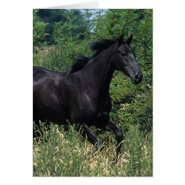Cheval de race Thoroughbred coule dans l'herbe (Devant)