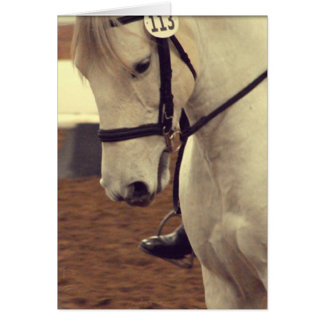 Cheval Dressage 113 (Devant)