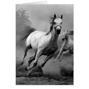 Cheval en course