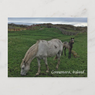 Cheval et poulain, Irlande Carte postale