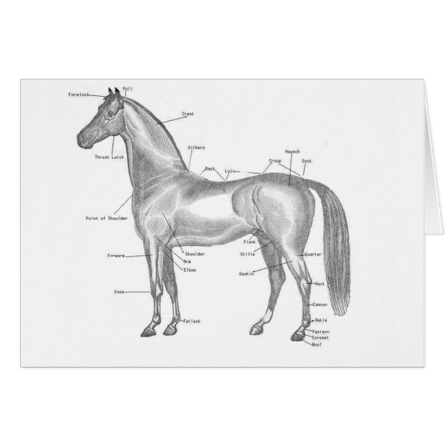 Cheval étiqueté (Devant horizontal)