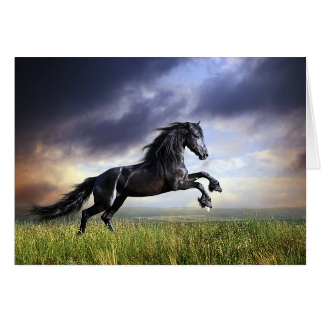 Cheval friésien noir (Devant Horizontal)