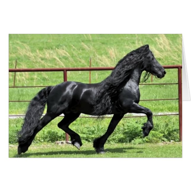 Cheval friésien noir (Devant Horizontal)
