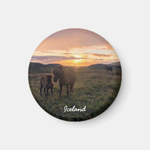 cheval islandais - aimant paysage