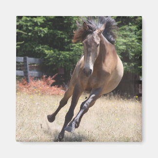 Cheval Lusitan à Liberté Magnet