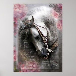 Cheval Lusitano - Poster