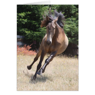 Cheval Lusitano sur la carte blanche Liberty