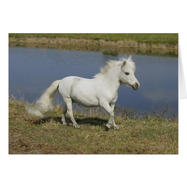Cheval Miniature Courant Près De L'Eau (Devant horizontal)