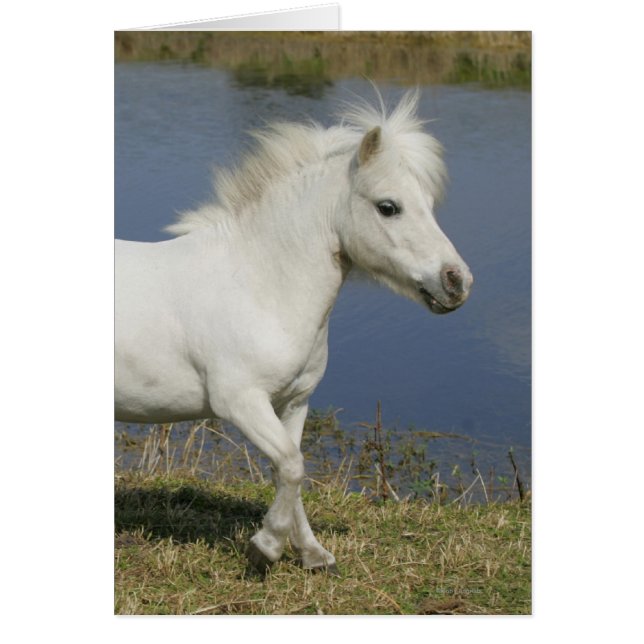 Cheval Miniature Courant Près De L'Eau (Devant)