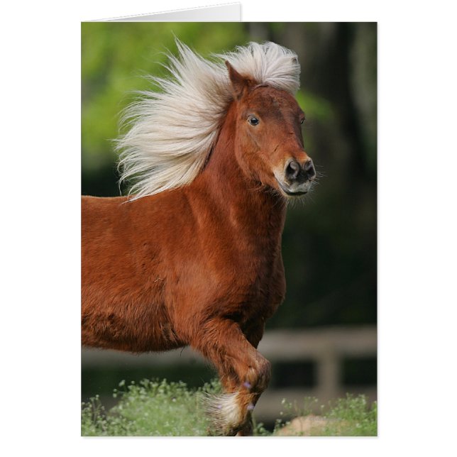 Cheval miniature debout (Devant)