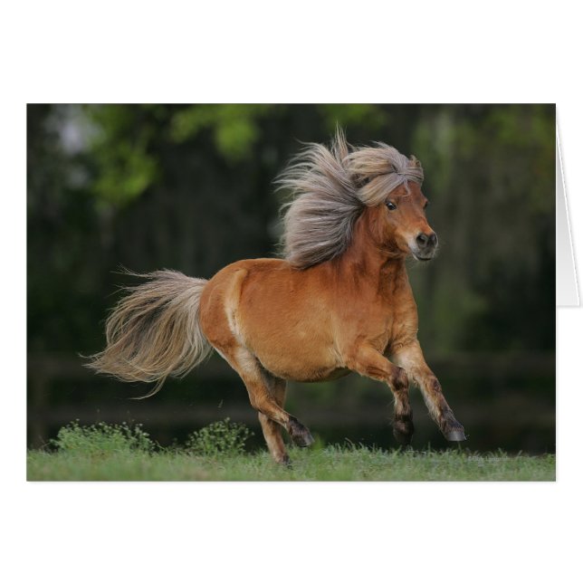 Cheval Miniature En Course (Devant horizontal)