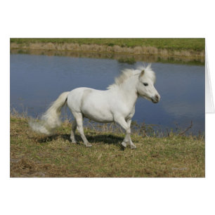 Cheval miniature fonctionnant près de l'eau