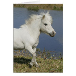 Cheval miniature fonctionnant près de l'eau