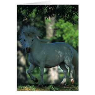 Cheval miniature se tenant dans les arbres