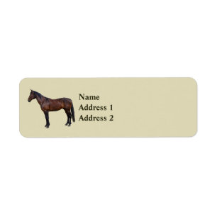 Cheval Morgan de profil