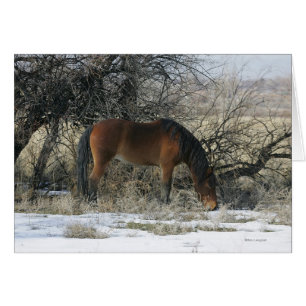 Cheval Mustang sauvage dans la neige 1