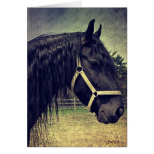 Cheval noir